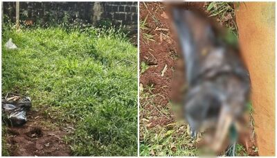 Imagem da notícia Jovem é presa suspeita de maus-tratos após morte de cadela em São Gabriel do Oeste